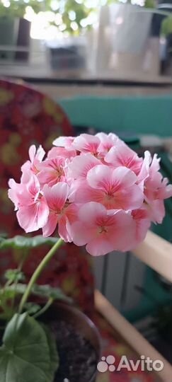 Пеларгонии