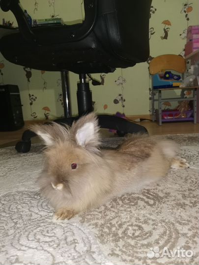 Кролик вязка