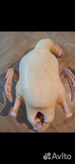 Утка домашняя мясо