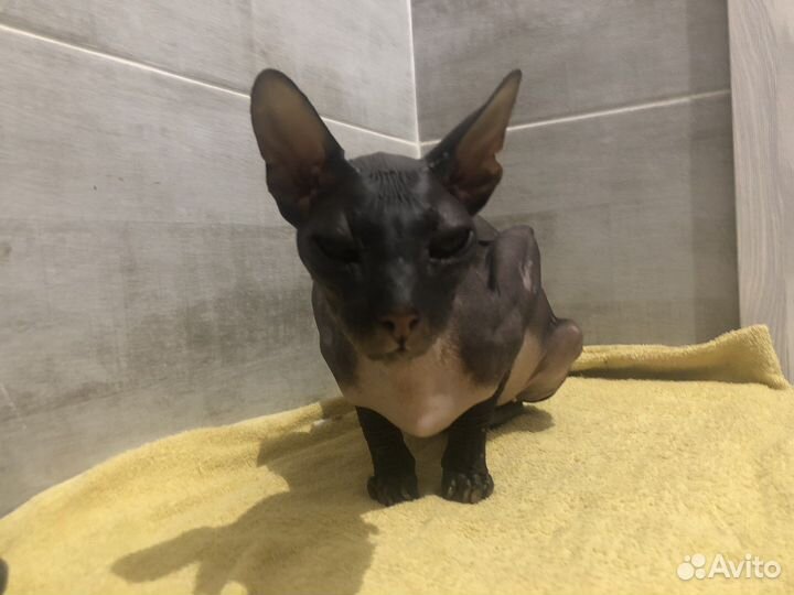 Отдам кота сфинкс