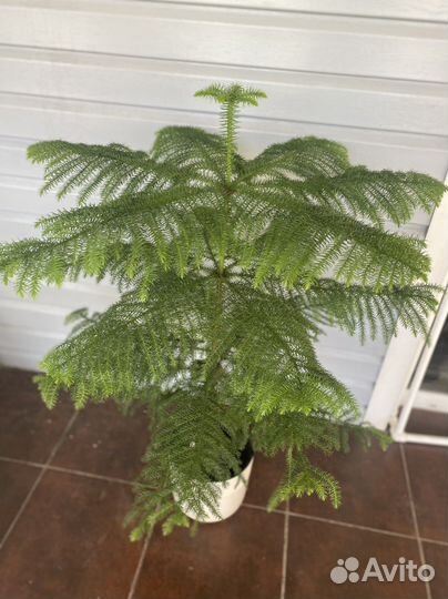 Араукария