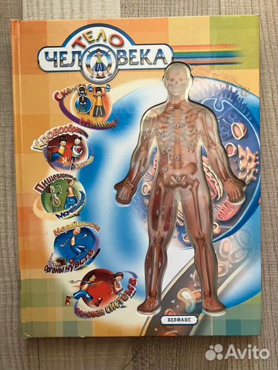 Тело человека