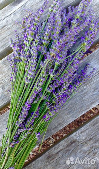 Бокс Панова