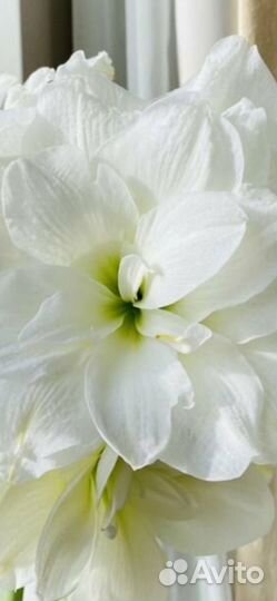 Гиппеаструм амариллис