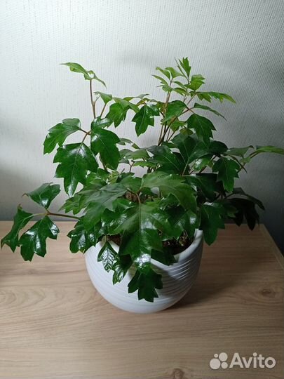 Rhoicissus rhomboidea (Роициссус ромбический)