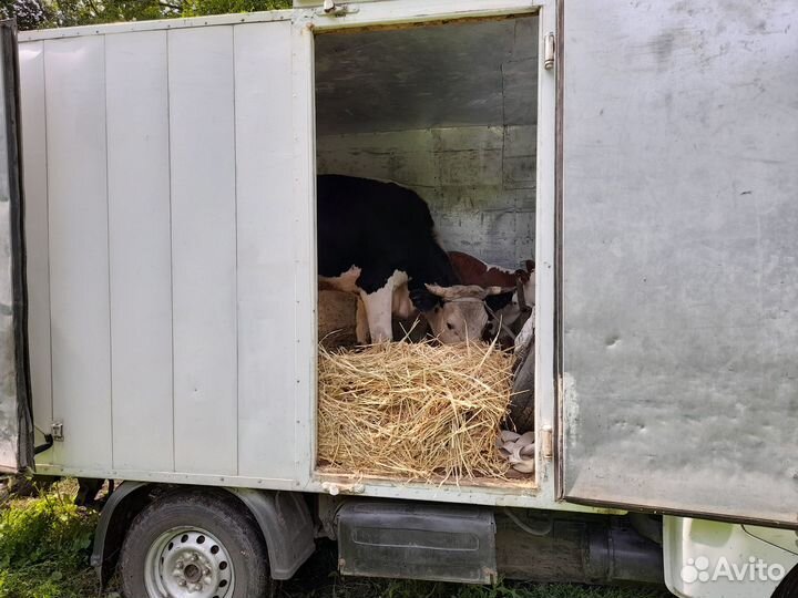 Грузоперевозки город межгород переезды
