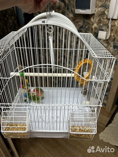 Попугай неразлучник