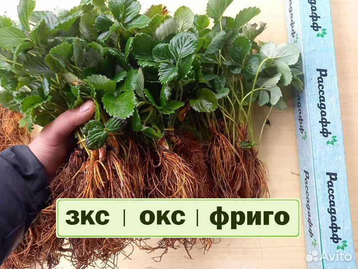Рассада клубники. Оптом