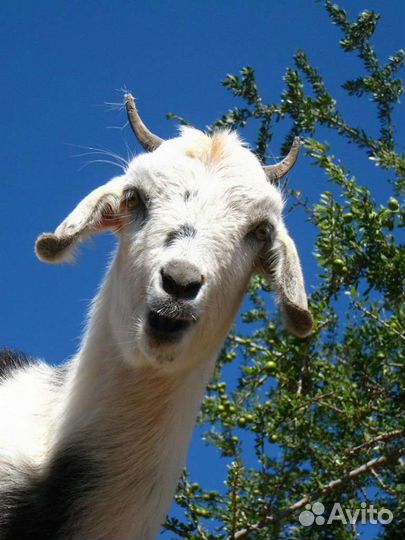 Коза дойная
