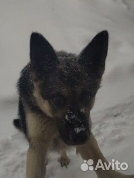 Восточно европейская овчарка вязка