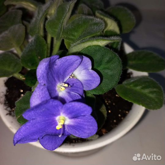 Фиалка в горшках