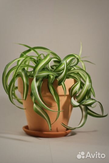 Хлорофитум. Комнатные цветы