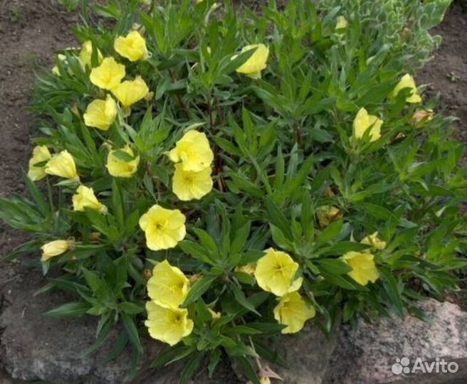 Примула жёлтая, сиреневая, малиновая,белая