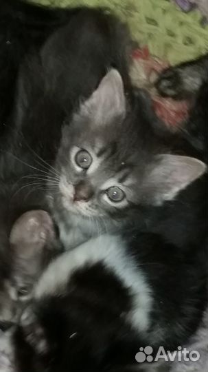 Сибирский котенок