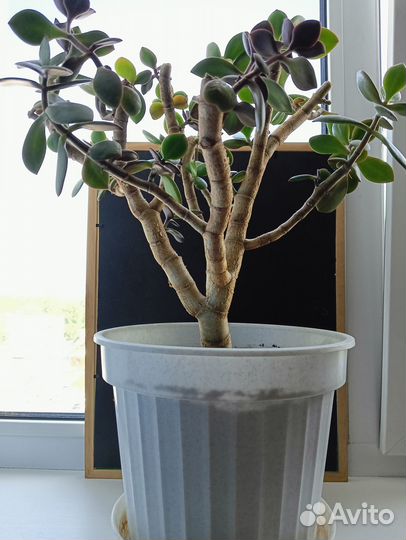 Красула толстянка