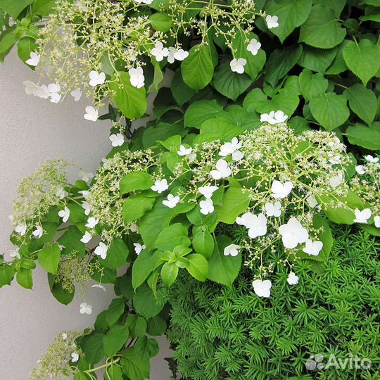 Гортензия черешковая