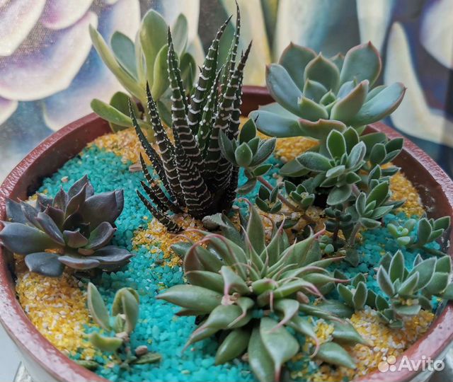 Суккуленты