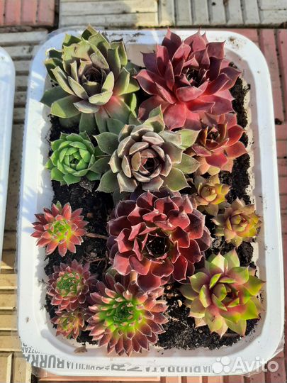 Молодило (каменная роза)