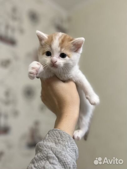 Котята