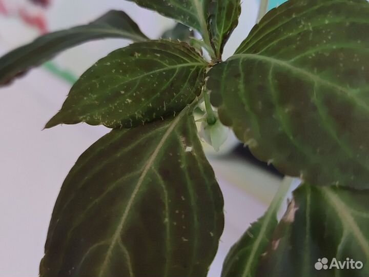 Бальзамин (Ванька мокрый)