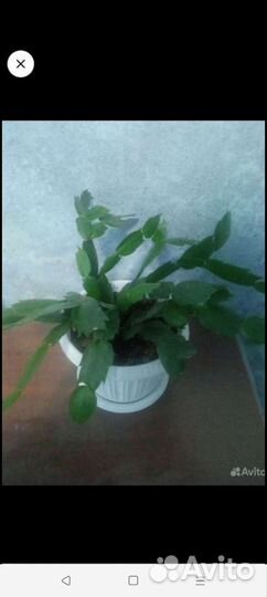 Декабрист шлюмбергера