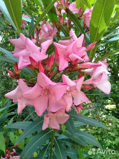 Олеандр, руэллия, веерные пальмы