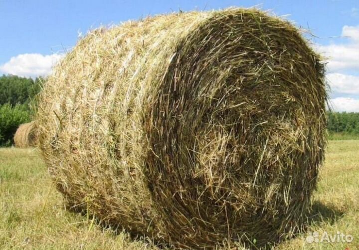 Сено в тюках