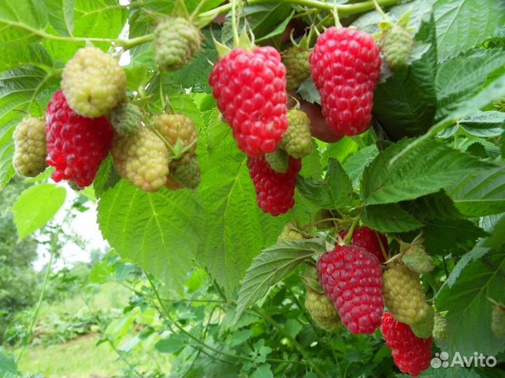 Саженцы малины