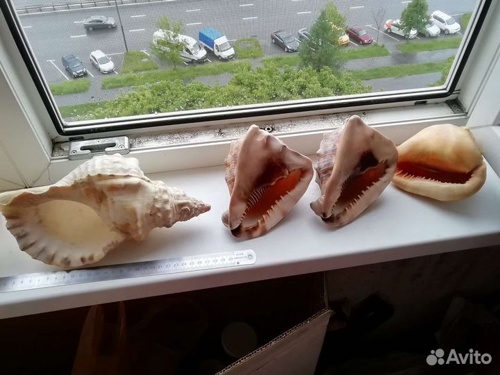 Морские ракушки раковины