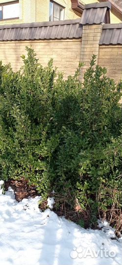 Бересклет японский грандифолиус