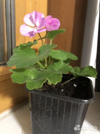 Пеларгония