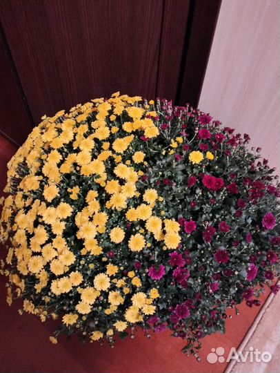 Хризантема в корзине