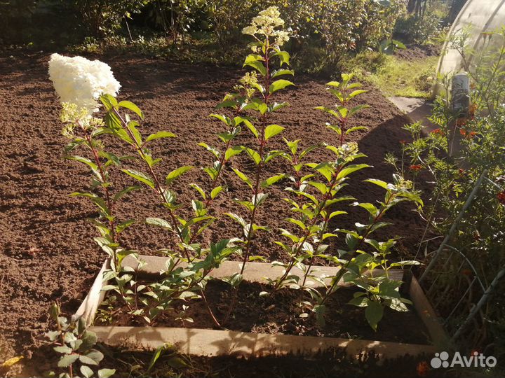 Гортензия ванила фрайз