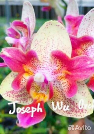 Орхидея Phal.Бабочка.Joy Pink Corundum