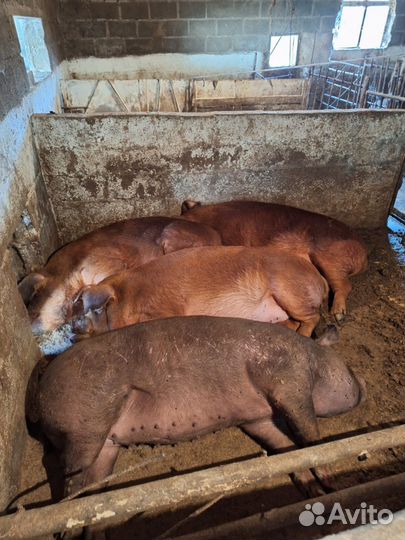 Свиньи откорм