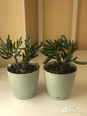 Толстянка яйцевидная Голлум Crassula ovata Gollum купить в Москве ...