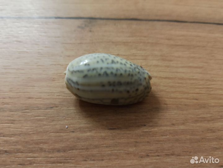 Морские раковины