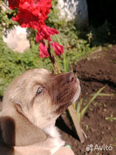 Щенок девочка 2 месяца
