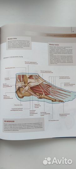Анатомия человека. Большой популярный атлас