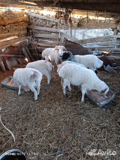 Овцы бараны