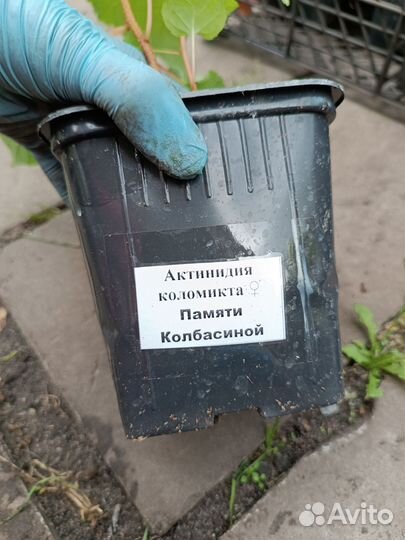 Саженцы актинидии