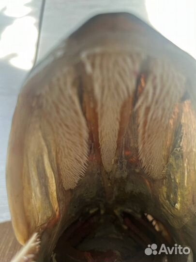 Чучело головы щуки