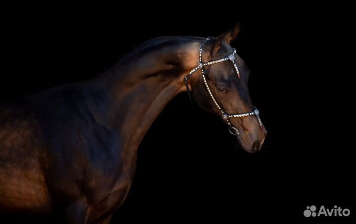 Ахалтекинские лошади
