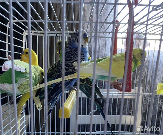 Волнистый попугай