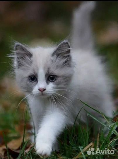 Котенок Девочка