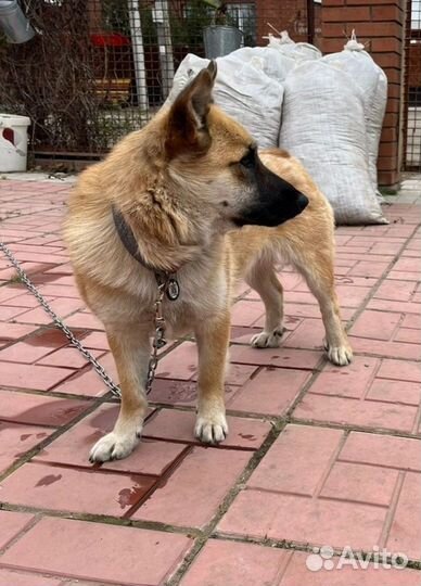 Собака в добрые руки