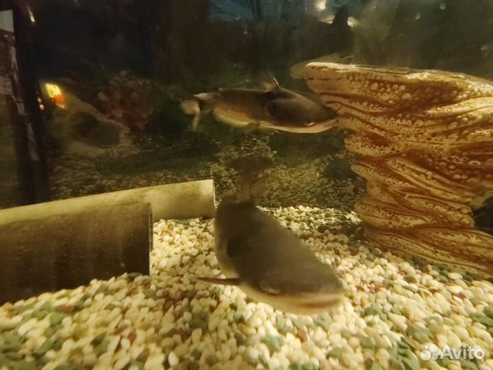 Аквариум с тумбой