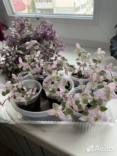 Каллизия розовая