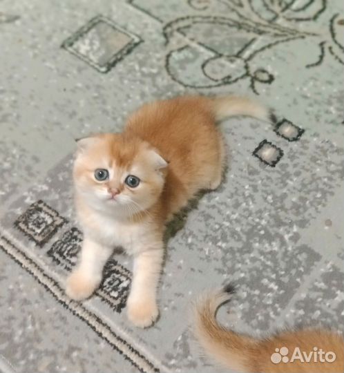 Золотая шиншилла котик