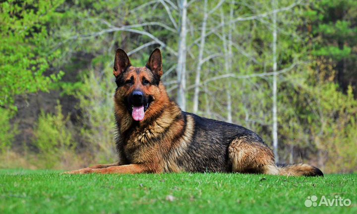 Немец для вязки